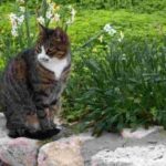 preparacion para gatos que seran parte de actividades al aire libre 1