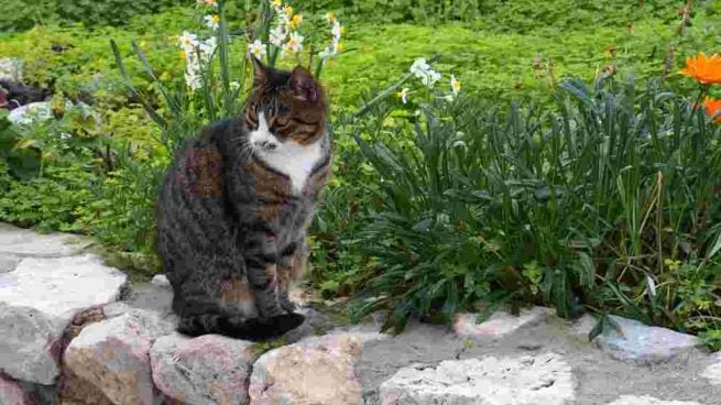 preparacion para gatos que seran parte de actividades al aire libre 1