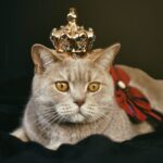 preparacion para gatos que seran parte de exhibiciones o concursos 2
