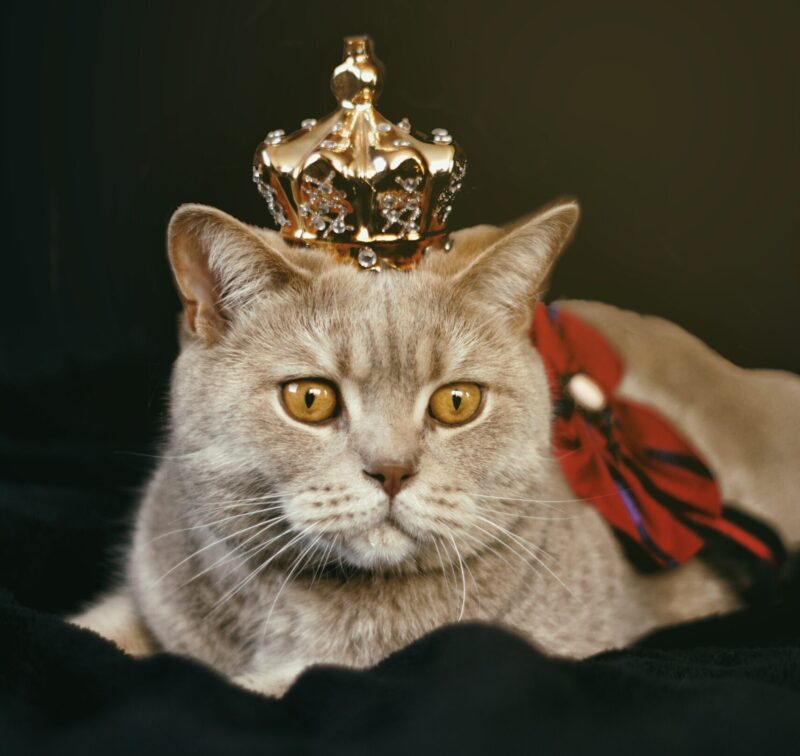 preparacion para gatos que seran parte de exhibiciones o concursos 3