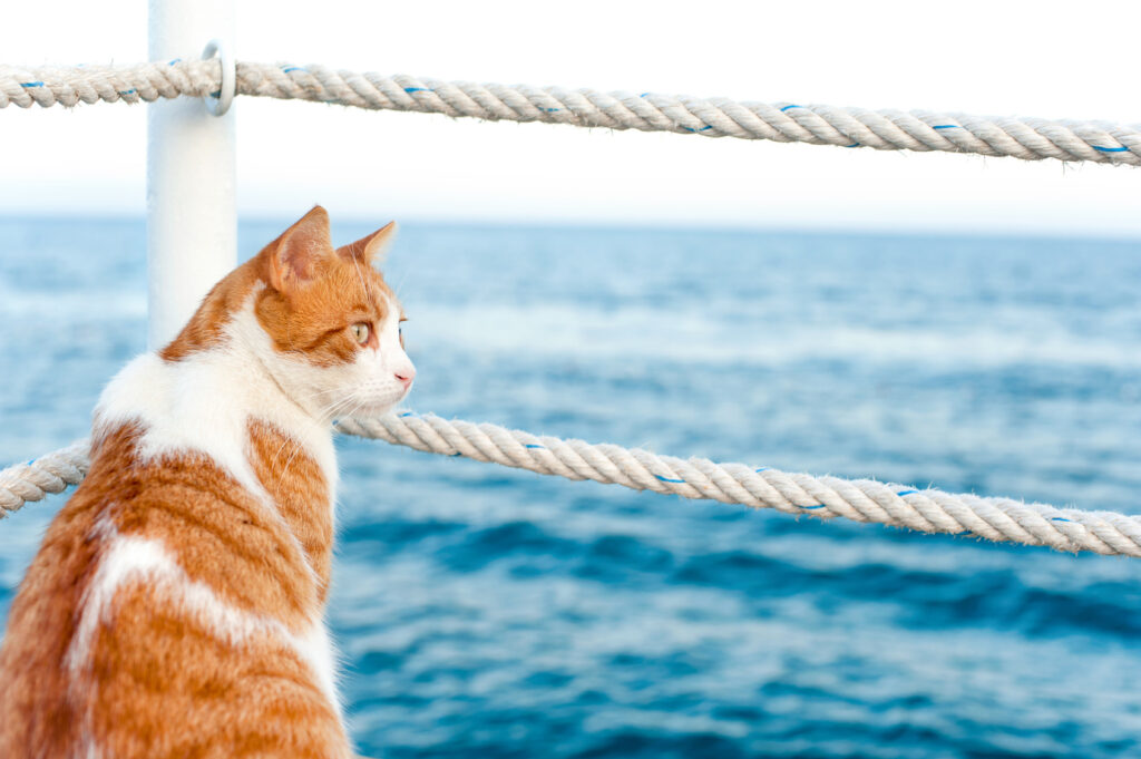 preparacion para gatos que viajaran con frecuencia en barco 1