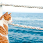 preparacion para gatos que viajaran con frecuencia en barco 1