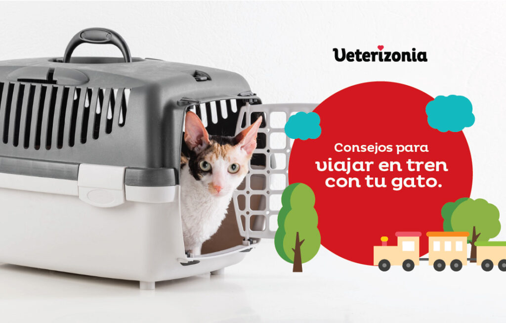 preparacion para gatos que viajaran en tren 1