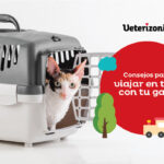 Preparación para gatos que viajarán en tren 1 preparacion para gatos que viajaran en tren 1