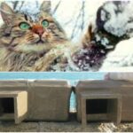 preparacion para gatos que visitaran campamentos o exteriores 1