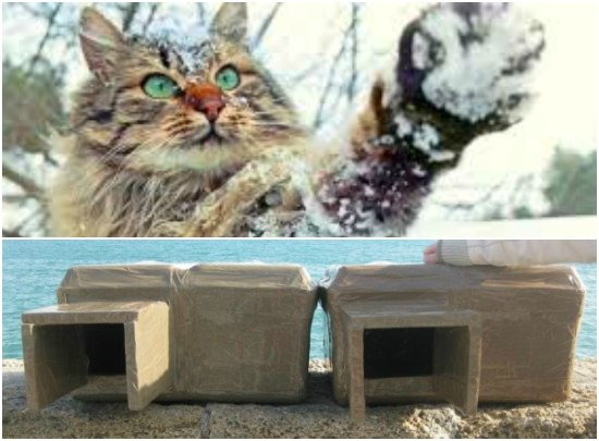 preparacion para gatos que visitaran campamentos o exteriores 1