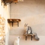 preparacion para gatos que viviran en ambientes minimalistas 1