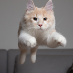 ¿Qué Hacer Cuando Tu Gato Ignora las Recompensas Durante el Entrenamiento? 5 que hacer cuando tu gato ignora las recompensas durante el entrenamiento