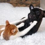 que hacer si tu gato ataca a las mascotas mas pequenas