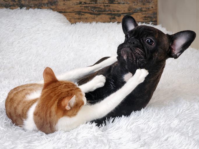 que hacer si tu gato ataca a las mascotas mas pequenas