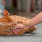 Qué Hacer si Tu Gato Ataca Repentinamente a Otros Miembros del Hogar 5 que hacer si tu gato ataca repentinamente a otros miembros del hogar