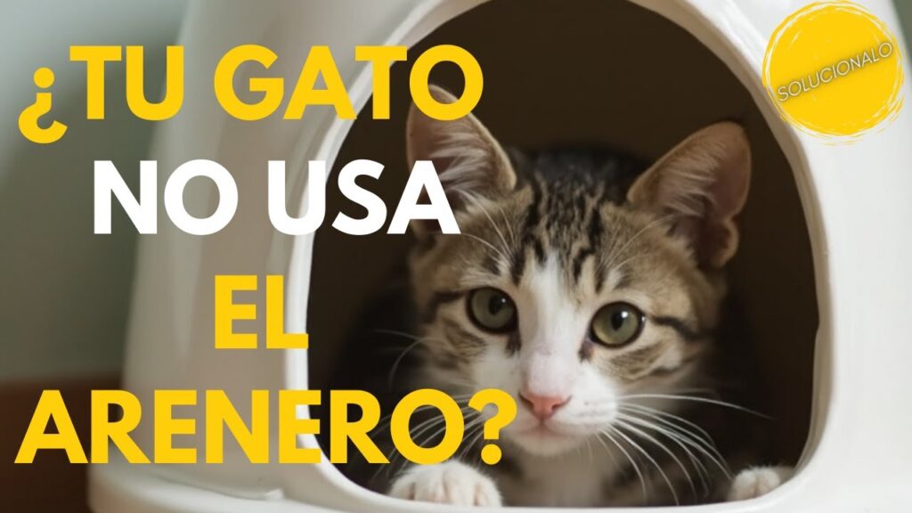 que hacer si tu gato muestra desinteres por el arenero