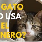 Qué Hacer si Tu Gato Muestra Desinterés por el Arenero 6 que hacer si tu gato muestra desinteres por el arenero
