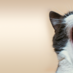 Qué Hacer si Tu Gato No Responde a Juegos Interactivos 6 que hacer si tu gato no responde a juegos interactivos