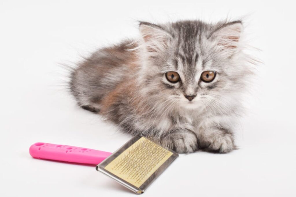 Qué Hacer si Tu Gato No Tolera el Uso de Peines o Cepillos 6 que hacer si tu gato no tolera el uso de peines o cepillos