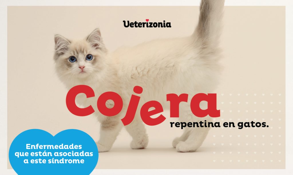 Qué Hacer si Tu Gato Reacciona Mal a Cambios de Ropa o Perfumes 12 que hacer si tu gato reacciona mal a cambios de ropa o perfumes