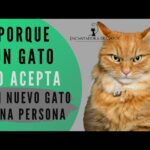 que hacer si tu gato reacciona mal a nuevas mascotas