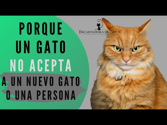 Gato 5 que hacer si tu gato reacciona mal a nuevas mascotas