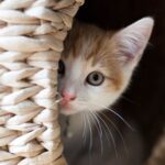 que hacer si tu gato se aisla del resto de la familia