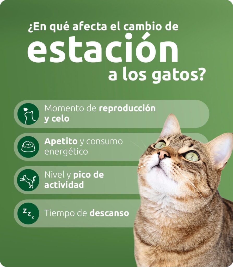 Qué hacer si tu gato se comporta mal durante los cambios de estación 7 que hacer si tu gato se comporta mal durante los cambios de estacion 1