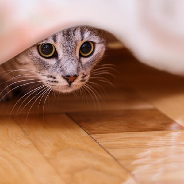Qué Hacer si Tu Gato Se Esconde en Casa Constantemente