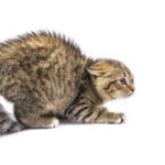 que hacer si tu gato se muestra desinteresado en el entrenamiento