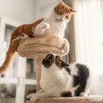 Qué Hacer si Tu Gato Se Muestra Territorial con los Recursos del Hogar 6 que hacer si tu gato se muestra territorial con los recursos del hogar