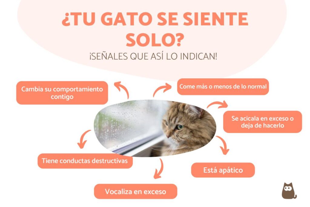 que hacer si tu gato tiende a aislarse por estres