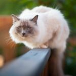 que hacer si tu gato tiende a subirse a los balcones