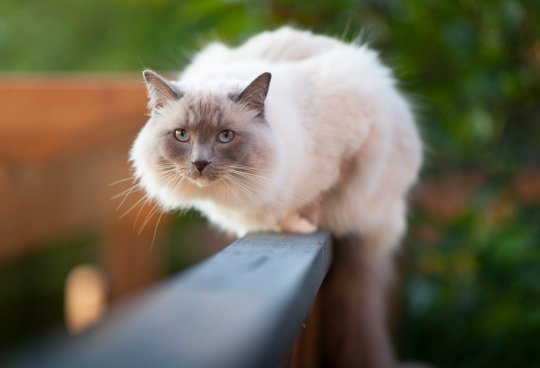 que hacer si tu gato tiende a subirse a los balcones