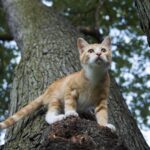 que hacer si tu gato tiene miedo a las alturas o ventanas