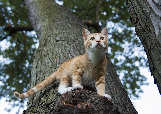 que hacer si tu gato tiene miedo a las alturas o ventanas
