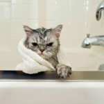 que hacer si tu gato tiene miedo al agua o a los banos