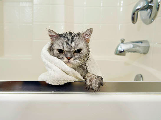 Qué Hacer si Tu Gato Tiene Miedo al Agua o a los Baños 1 que hacer si tu gato tiene miedo al agua o a los banos