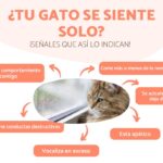 que hacer si tu gato tiene problemas de ansiedad al dormir