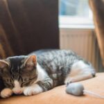 refuerzo positivo para gatos con habitos de esconderse 1