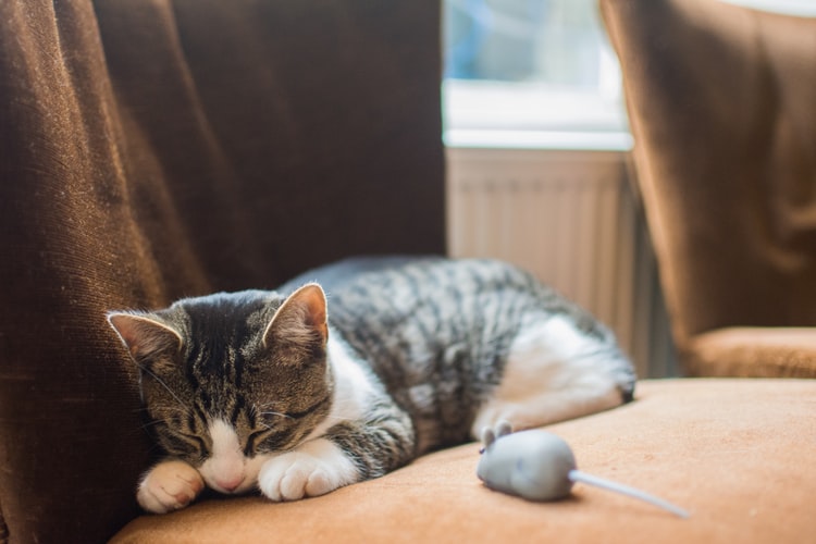 Gato 7 refuerzo positivo para gatos con habitos de esconderse 1
