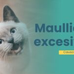 refuerzo positivo para gatos que maullan en exceso 1