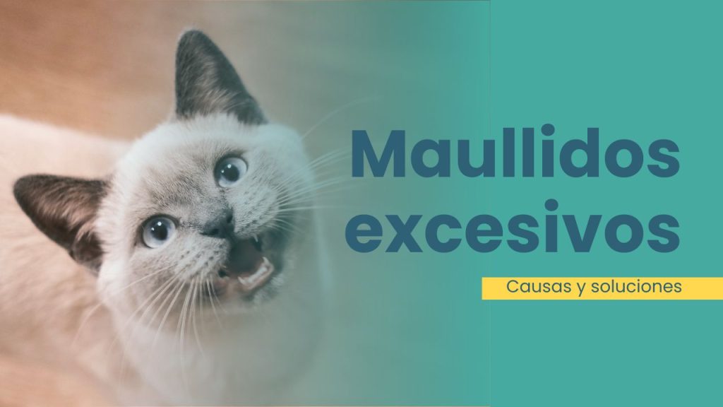 Gato 2 refuerzo positivo para gatos que maullan en exceso 1