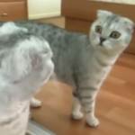 Refuerzo positivo para gatos que tienen miedo a los espejos 2 refuerzo positivo para gatos que tienen miedo a los espejos 1