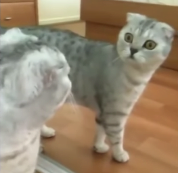 refuerzo positivo para gatos que tienen miedo a los espejos 1