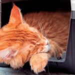 Socialización de Gatos: Cómo Lograr que Se Sientan Cómodos en el Transporte 5 socializacion de gatos como lograr que se sientan comodos en el transporte
