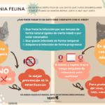 Socialización de Gatos con Historia de Maltrato: Cómo Ayudarlos 6 socializacion de gatos con historia de maltrato como ayudarlos