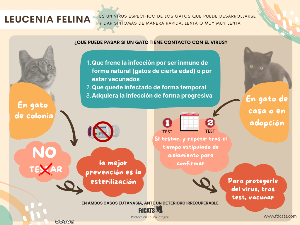 socializacion de gatos con historia de maltrato como ayudarlos