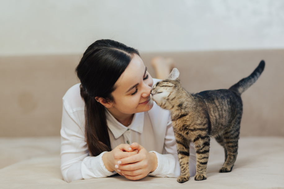 Socialización de Gatos con Personalidades Distintas: Claves del Éxito 1 socializacion de gatos con personalidades distintas claves del
