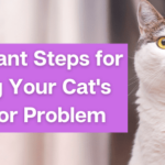 socializacion de gatos tecnicas para felinos reacios