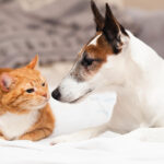 Socialización de Gatos y Perros: Cómo Lograr una Relación Saludable 2 socializacion de gatos y perros como lograr una relacion saludable