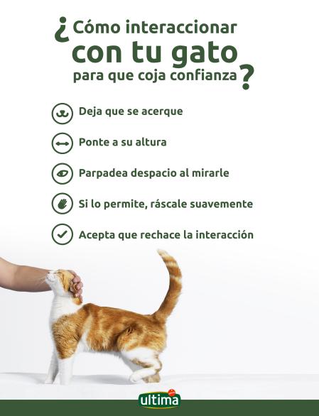 socializacion positiva como hacer que tu gato confie mas en ti