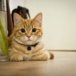 tecnicas de refuerzo para gatos que saltan a la mesa 1