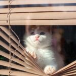 tecnicas para calmar a gatos que se alteran con cortinas o persianas nuevas 1